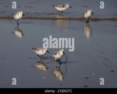 Sanderling rennt mit einem frisch gefangenen Wurm aus dem Rest seiner Herde weg, der ihn verfolgt, um den Wurm zu stehlen. Küste im Norden portugals. Stockfoto