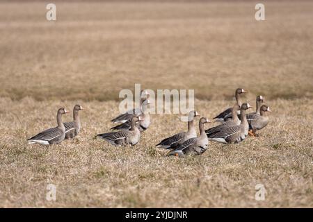 Großgänse (Anser albifrons) fressen auf Ackerland und beobachten aufmerksam. Großgänse, die während der Frühjahrswanderung auf Nahrungssuche sind, stoppen. Stockfoto