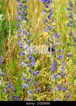 Hummel auf Bugleweed- arge Hummel sitzt auf dem Bugloss einer blauvioletten Viper und bestäubt die Blüten. Die Interaktion zwischen Insekten und Pflanzen. Stockfoto
