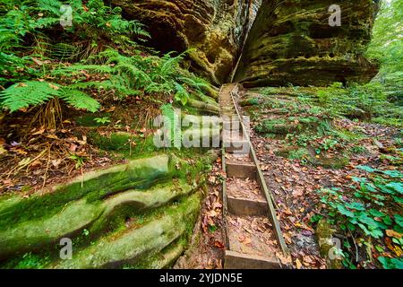 Holztreppe in der üppigen Gorge Cantwell Cliffs Wanderung auf Augenhöhe Stockfoto