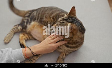 Eine Frau streichelt sanft eine entspannte Tabbykatze in einem gemütlichen Wohnzimmer. Stockfoto