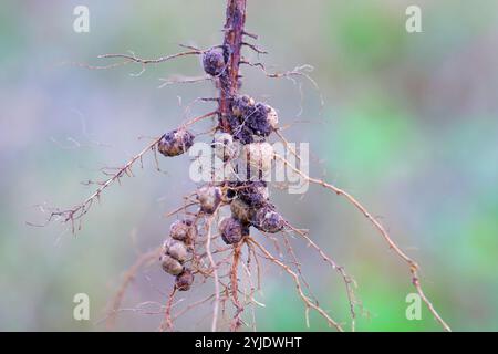 Rhizobium-Wurzelknoten an den Wurzeln einer Sojabohne zur Stickstofffixierung. Stockfoto