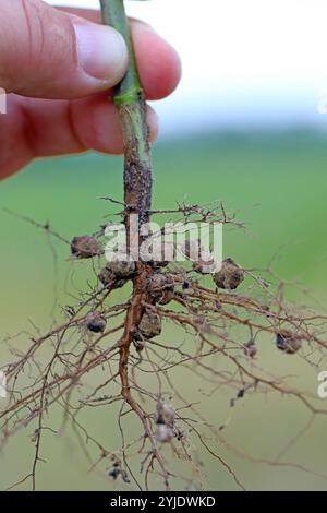 Stickstofffixierende Knoten an Wurzeln von Hülsenfrüchten, Sojabohnen durch Bakterium Rhizobium. Stockfoto