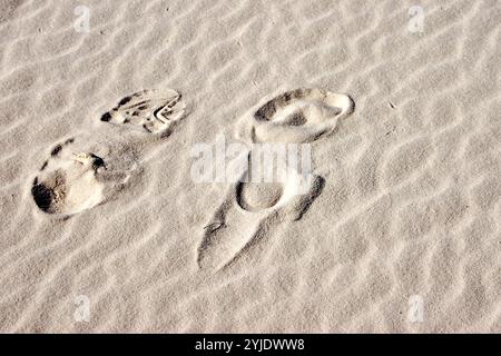 White Sands Nationalpark, New Mexico, USA Stockfoto