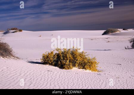 White Sands Nationalpark, New Mexico, USA Stockfoto