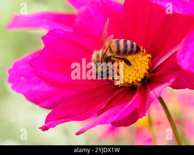 Makro der Honigbiene (APIs), die sich an roten Kosmos-Blüten ernährt Stockfoto