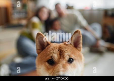 Zugeschnittenes Porträt des glücklichen roten Shiba Inu Hundes, der Selfie mit Besitzern in unscharfem Hintergrund im Wohnzimmer macht, Kopierraum Stockfoto