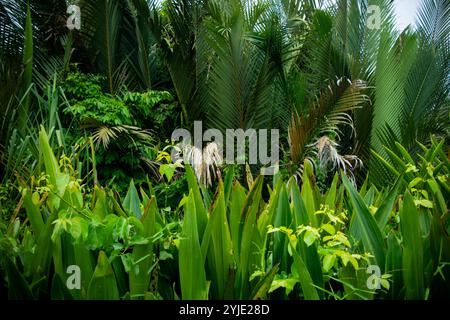 Palmen und grüne Blätter von Crinum asiaticum wachsen in Mangrovenwäldern oder Binnenbächen Stockfoto