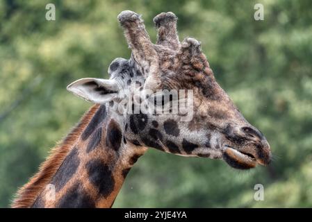 Die Netzgiraffe (Giraffa camelopardalis reticulata), auch bekannt als die somalische Giraffe Stockfoto