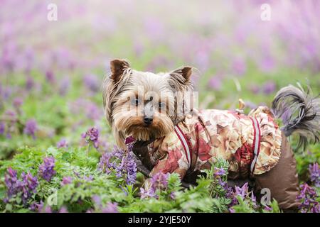 Pelz Hoodie kleine Hundemäntel für Winter Haustier Kleidung Jacke. Yorkshire Terrierhund auf dem Hintergrund der Frühlingsblumen im Wald Stockfoto