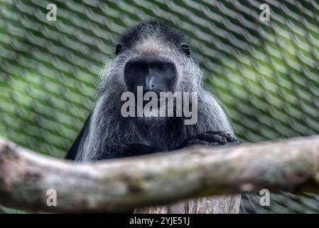 Der Königskolobus (Colobus polykomos), auch bekannt als westlicher Schwarz-weiß-Kolobus, ist eine Art des Alten-Welt-Affen Stockfoto
