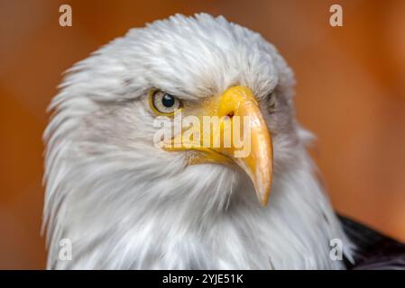 Das ist ein reifer amerikanischer Weißkopfseeadler von der National Foundation to Protect America's Eagles. Sein Name ist Challenger. Er zeigt seinen Oberkörper mit h Stockfoto