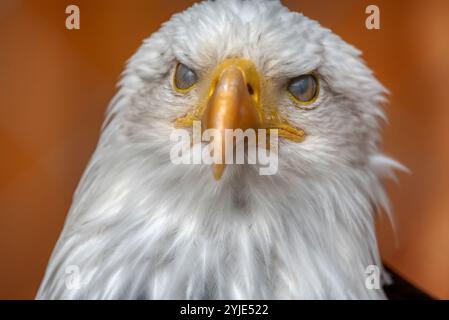 Das ist ein reifer amerikanischer Weißkopfseeadler von der National Foundation to Protect America's Eagles. Sein Name ist Challenger. Er zeigt seinen Oberkörper mit h Stockfoto