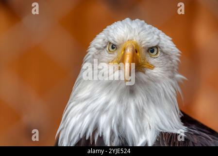 Das ist ein reifer amerikanischer Weißkopfseeadler von der National Foundation to Protect America's Eagles. Sein Name ist Challenger. Er zeigt seinen Oberkörper mit h Stockfoto