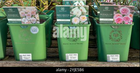 David Austin Rosen zum Verkauf in einem Gartencenter in Töpfen mit torffreiem Kompost gepflanzt, England, Großbritannien. Konzept: Nachhaltige Gartenarbeit, Nachhaltigkeit Stockfoto