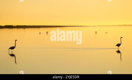 Flamingos auf einem Goldenen See bei Sonnenaufgang Stockfoto