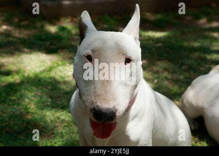 Hundekostümwettbewerb in Moquegua, Peru, am 9. November 2024 mit umweltfreundlichen Kostümen. Die Veranstaltung präsentierte kreative und nachhaltige Designs, pro Stockfoto