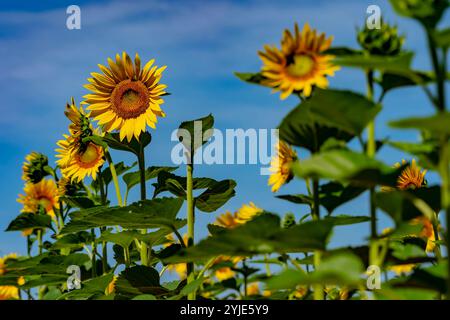 Ein riesiges Feld goldener Sonnenblumen schwingt sanft in der warmen Sommerbrise, ihre hellen Köpfe schwenken zum Himmel. Flauschige weiße Wolken driften über die b Stockfoto