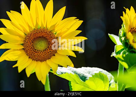 Ein riesiges Feld goldener Sonnenblumen schwingt sanft in der warmen Sommerbrise, ihre hellen Köpfe schwenken zum Himmel. Flauschige weiße Wolken driften über die b Stockfoto