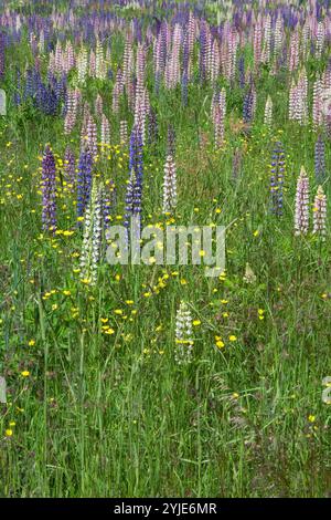 Lupinen, auch bekannt als Wolfsbohnen oder Feigenbohnen, sind eine Pflanzengattung der Unterfamilie Faboideae innerhalb der Familie Fabaceae oder Leguminosae., die Lupine Stockfoto