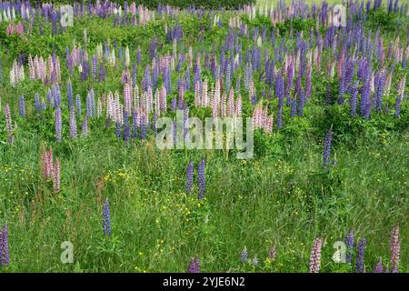 Lupinen, auch bekannt als Wolfsbohnen oder Feigenbohnen, sind eine Pflanzengattung der Unterfamilie Faboideae innerhalb der Familie Fabaceae oder Leguminosae., die Lupine Stockfoto