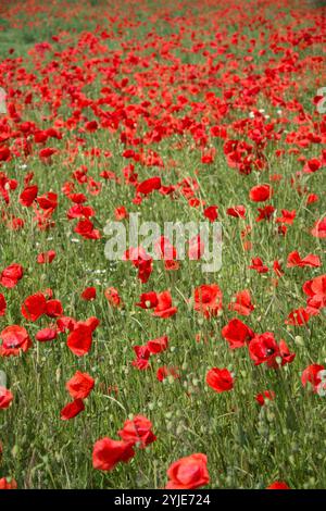 Mohnfeld im Sommer in Schweden. Feld mit Mohnblumen im Sommer in Schweden. Stockfoto