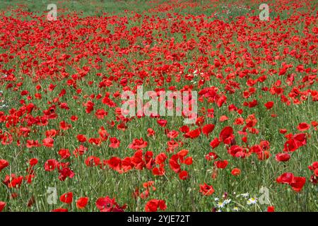 Mohnfeld im Sommer in Schweden. Feld mit Mohnblumen im Sommer in Schweden. Stockfoto