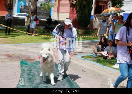 Hundekostümwettbewerb in Moquegua, Peru, am 9. November 2024 mit umweltfreundlichen Kostümen. Die Veranstaltung präsentierte kreative und nachhaltige Designs, pro Stockfoto