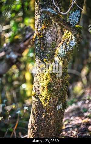 Ein mit lebhaftem Moos bedeckter Baumstamm leuchtet im strahlenden Sonnenlicht eines üppigen Waldes und unterstreicht die harmonische Schönheit der Natur. Stockfoto