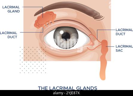 Augenanatomie – Tränendrüsen – Stock-Illustration als EPS 10-Datei Stock Vektor