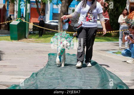 Hundekostümwettbewerb in Moquegua, Peru, am 9. November 2024 mit umweltfreundlichen Kostümen. Die Veranstaltung präsentierte kreative und nachhaltige Designs, pro Stockfoto