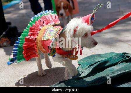 Hundekostümwettbewerb in Moquegua, Peru, am 9. November 2024 mit umweltfreundlichen Kostümen. Die Veranstaltung präsentierte kreative und nachhaltige Designs, pro Stockfoto