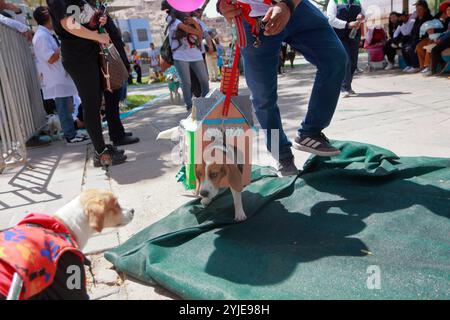 Hundekostümwettbewerb in Moquegua, Peru, am 9. November 2024 mit umweltfreundlichen Kostümen. Die Veranstaltung präsentierte kreative und nachhaltige Designs, pro Stockfoto
