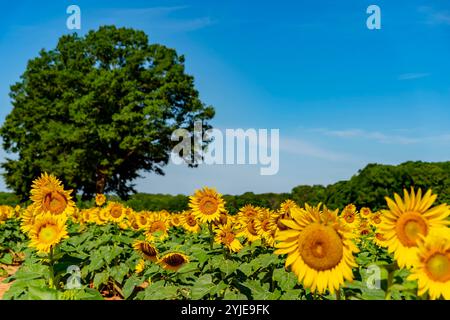 Mcconnells, SC, USA. Juli 2020. Ein riesiges Feld goldener Sonnenblumen schwingt sanft in der warmen Sommerbrise, ihre hellen Köpfe schwenken zum Himmel. Flauschige weiße Wolken ziehen über das Blau und verleihen der ruhigen, sonnendurchfluteten Szene Tiefe. (Kreditbild: © Walter G. Arce Sr./ASP via ZUMA Press Wire) NUR REDAKTIONELLE VERWENDUNG! Nicht für kommerzielle ZWECKE! Stockfoto