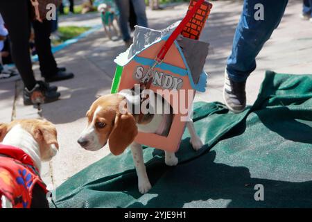 Hundekostümwettbewerb in Moquegua, Peru, am 9. November 2024 mit umweltfreundlichen Kostümen. Die Veranstaltung präsentierte kreative und nachhaltige Designs, pro Stockfoto