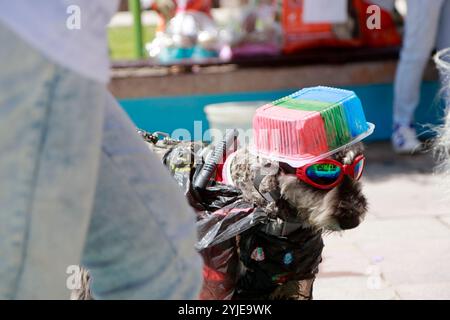 Hundekostümwettbewerb in Moquegua, Peru, am 9. November 2024 mit umweltfreundlichen Kostümen. Die Veranstaltung präsentierte kreative und nachhaltige Designs, pro Stockfoto