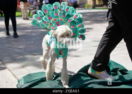 Hundekostümwettbewerb in Moquegua, Peru, am 9. November 2024 mit umweltfreundlichen Kostümen. Die Veranstaltung präsentierte kreative und nachhaltige Designs, pro Stockfoto