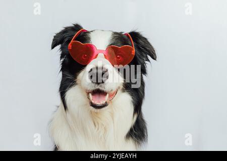 Konzept zum Valentinstag. Lustige Welpen Hund Grenze Collie in roten herzförmigen Gläser isoliert auf weißem Hintergrund. Schöner verliebter Hund, der den Valentinstag feiert. Liebe liebensückische Romanze Postkarte Stockfoto