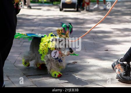 Hundekostümwettbewerb in Moquegua, Peru, am 9. November 2024 mit umweltfreundlichen Kostümen. Die Veranstaltung präsentierte kreative und nachhaltige Designs, pro Stockfoto