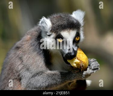 Porträt-Lemur (Lemur catta) isst eine Banane Stockfoto