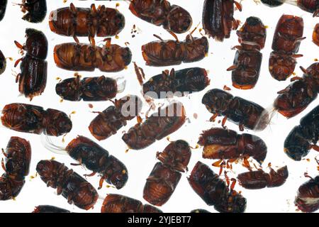Europäischer Fichtenrindenkäfer, IPS typographus. Viele tote Käfer, Rindenkäfer auf weißem Hintergrund. Stockfoto