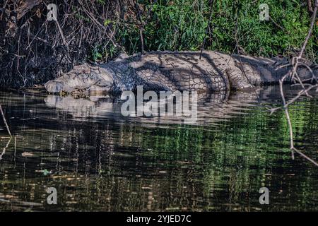 Ein großes Krokodil sonnt sich am Ufer in der Sonne, umgeben von üppig grünem Laub, das sich friedlich im ruhigen Wasser spiegelt. Stockfoto