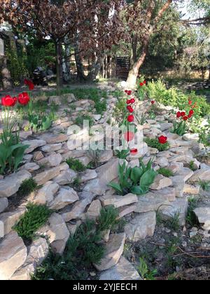 Wunderschöne rote Tulpen in einer Landschaft des Rocky Garden Stockfoto