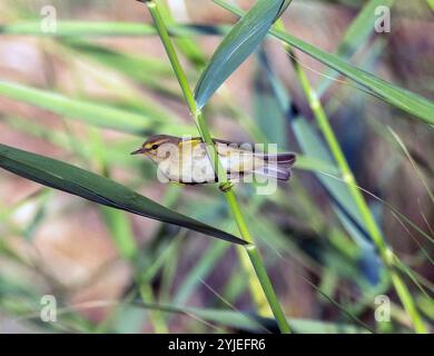 Der gemeine Chiffchaff (Phylloscopus collybita) thront auf einem Schilf, Akrotiri, Zypern. Stockfoto