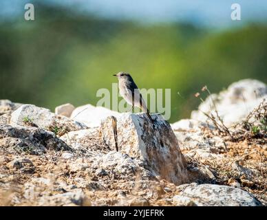 Black Redstart (Phoenicurus ochruros), Kourion, Zypern Stockfoto