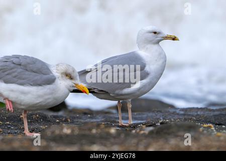 Kaspische Möwe (Larus cachinnans) und ausgewachsene europäische Heringsmöwe (Larus argentatus), die im Herbst an der Nordseeküste ruhen Stockfoto