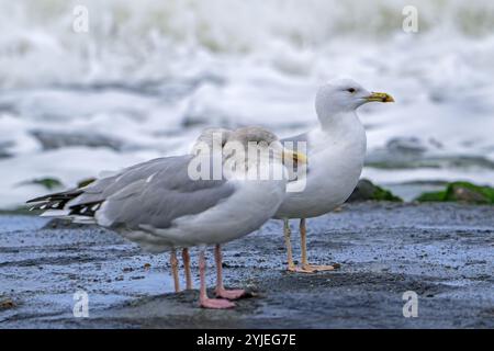 Kaspische Möwen (Larus cachinnans) und zwei europäische Heringsmöwen (Larus argentatus), die im Herbst/Herbst an der Nordseeküste ruhen Stockfoto