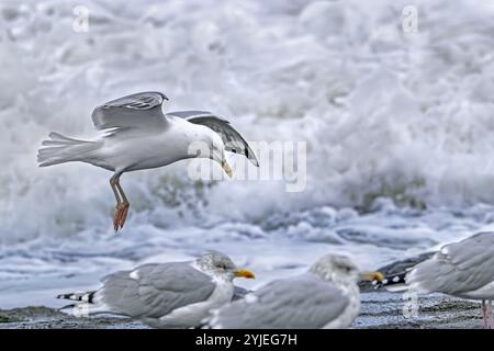 Kaspische Möwen (Larus cachinnans), die im Herbst zwischen Heringsmöwen (Larus argentatus) an der Nordseeküste liegen Stockfoto