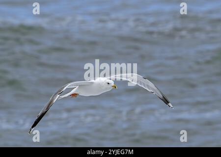 Kaspische Möwe (Larus cachinnans), adulte Möwe, die im Herbst entlang der Nordseeküste fliegt Stockfoto