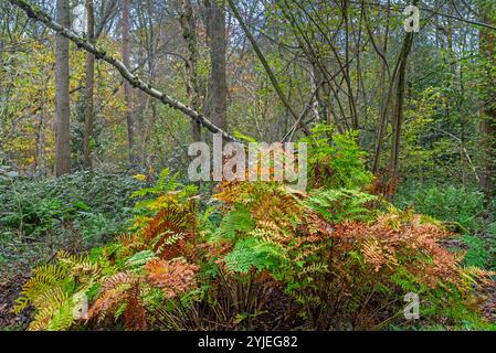 Königsfarn (Osmunda regalis), Laubfarne mit Herbstfarben / Herbstfarben im Wald Stockfoto
